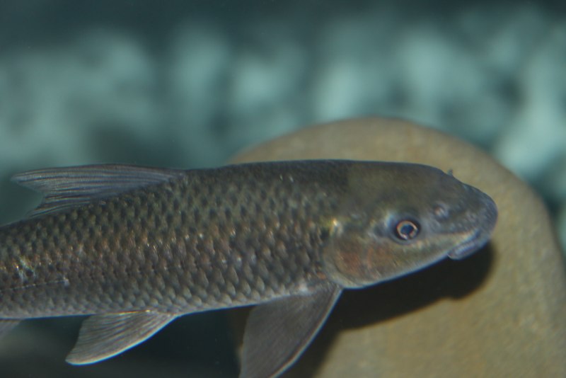 Барбус суматранский мшистый