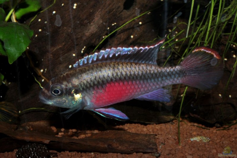Макропод рыбка аквариумная