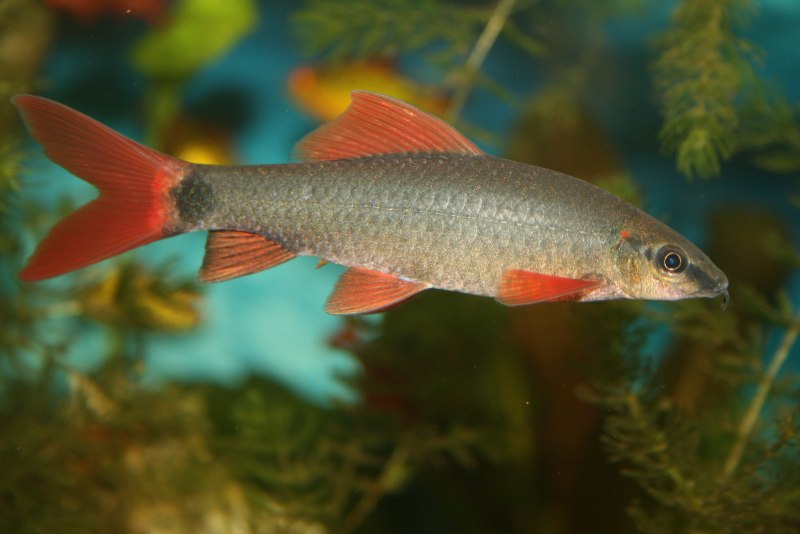 Neon Tetra