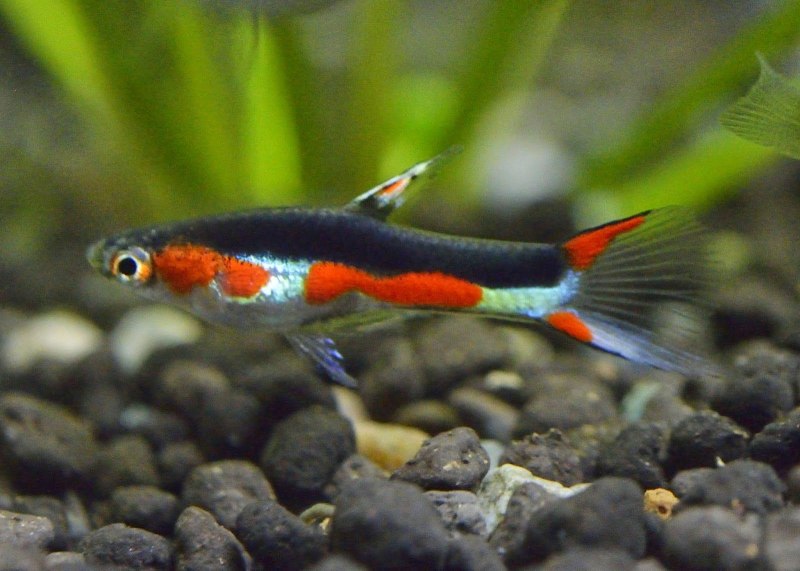 Лабео черный (морулиус)