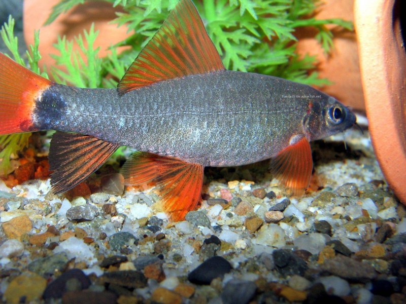 Гуппи Эндлера Санта Мария