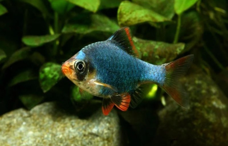 Рыбки лабео самцы самки