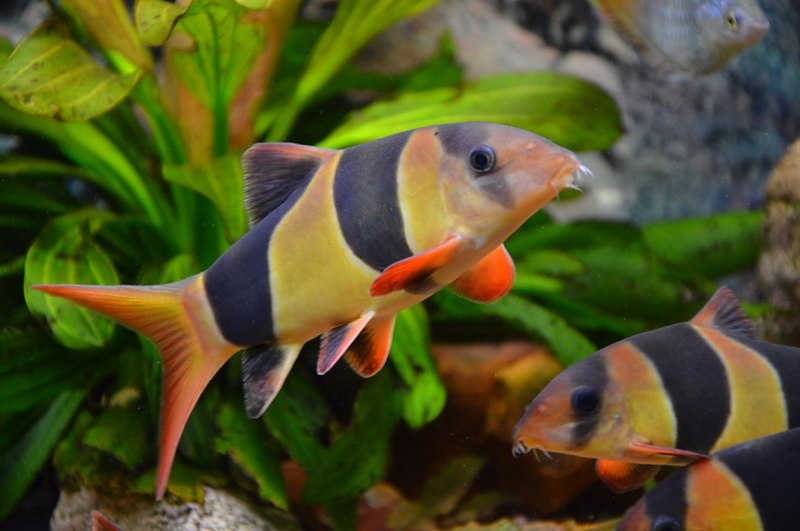 Рыбка двухцветный лабео