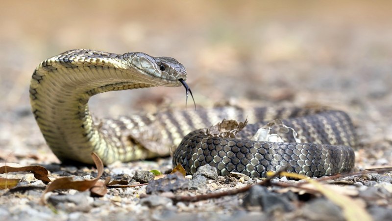 Тигровая гадюка