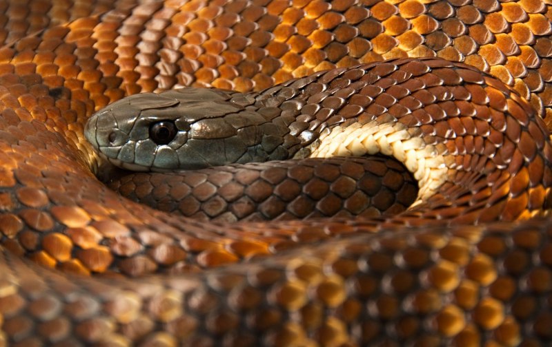 Северокавказская Кобра