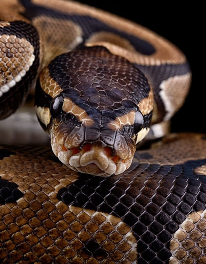 Lampropeltis Triangulum campbelli