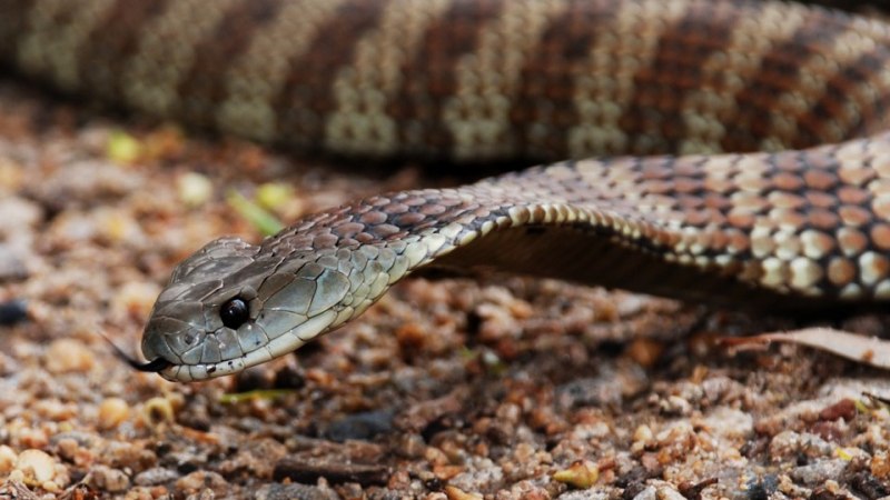 Тарпан змея