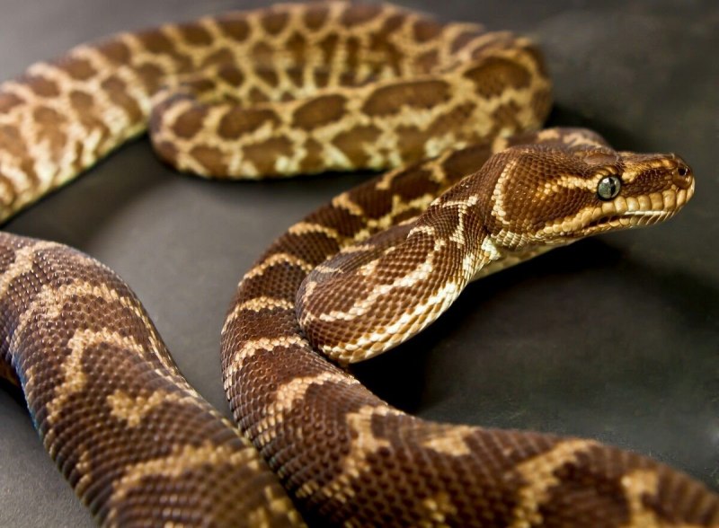 Тайпан австралийская тигровая змея