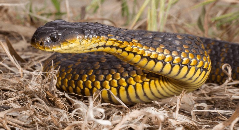 Тигровая черная змея