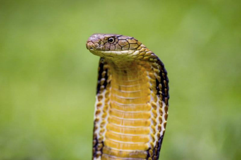 Змея Кобра Капская