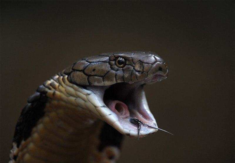 Маисовый полоз тигровый