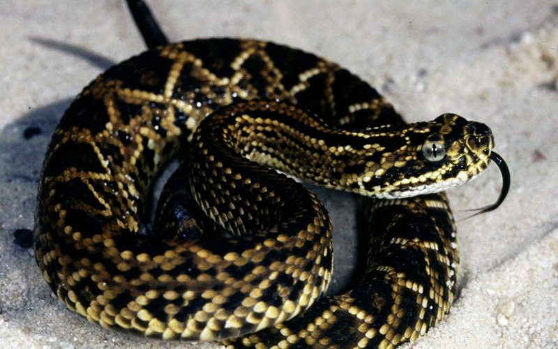 Кольчатая водяная Кобра