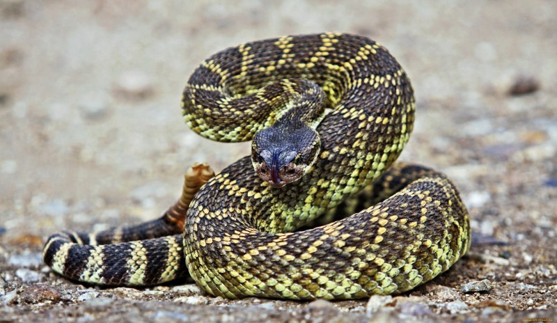 Королевская Кобра