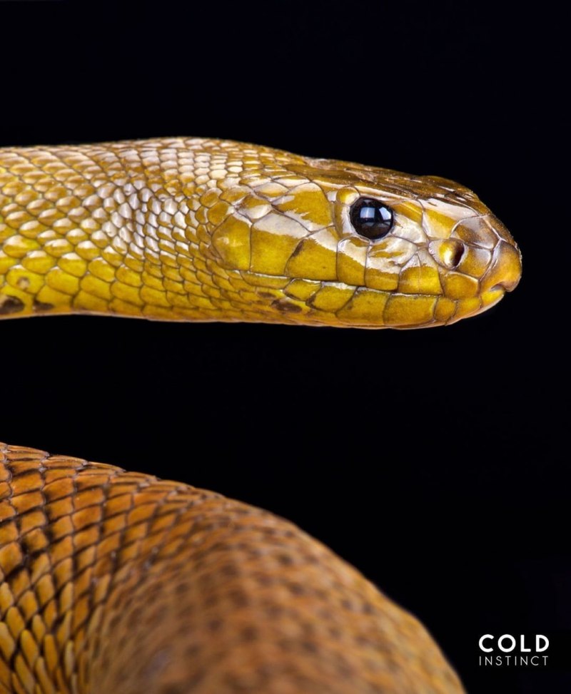 Краснохвостый полоз