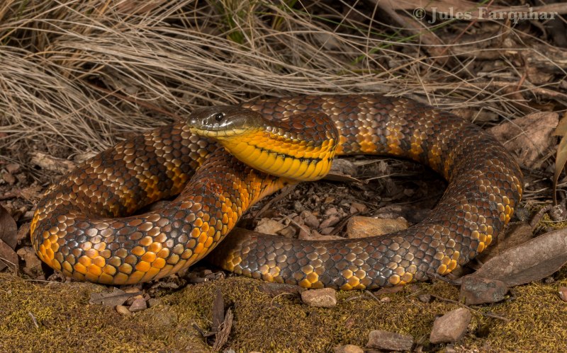 Ядовитая змея Тайпан