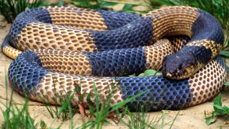 Кобра гремучая змея гадюка