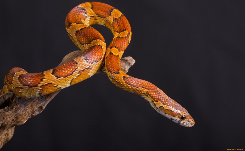 Королевская Кобра черная