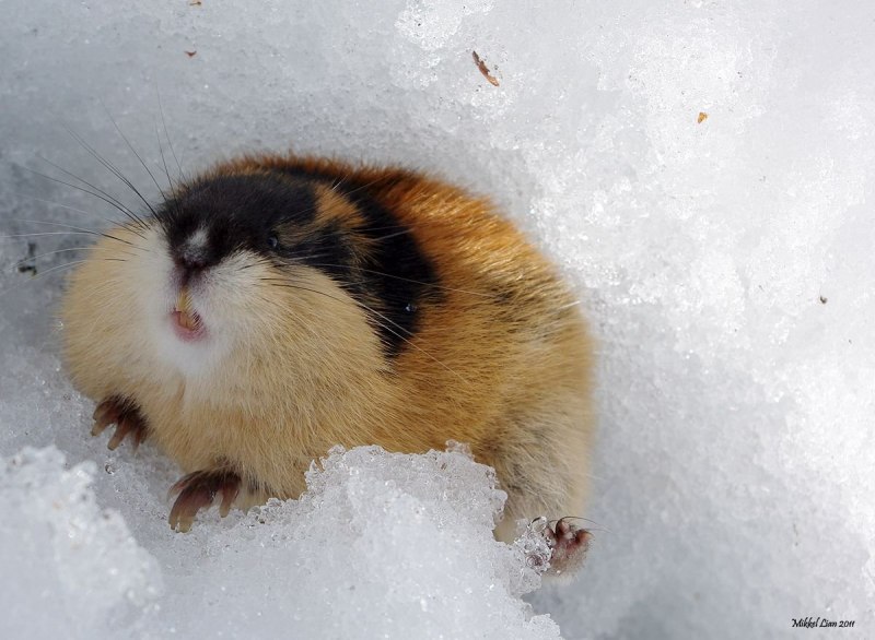 Животные тундры лемминг