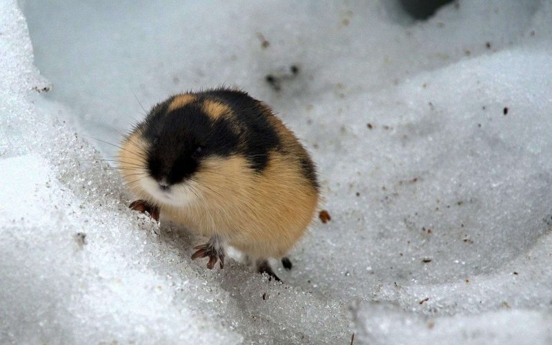 Лемминги в Арктике