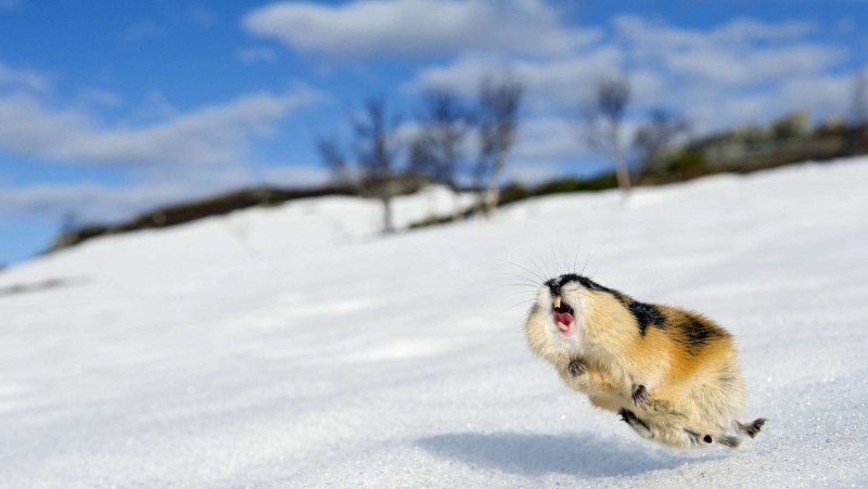 Лемминги в Арктике