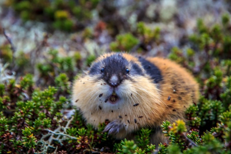 Лемминг Кольский полуостров