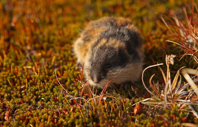 Арктика Грызуны лемминг