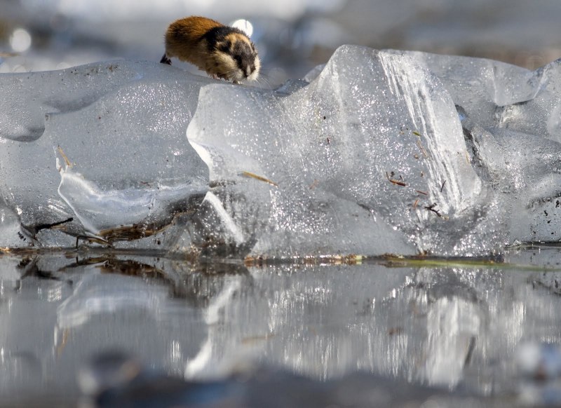Лемминги в Арктике