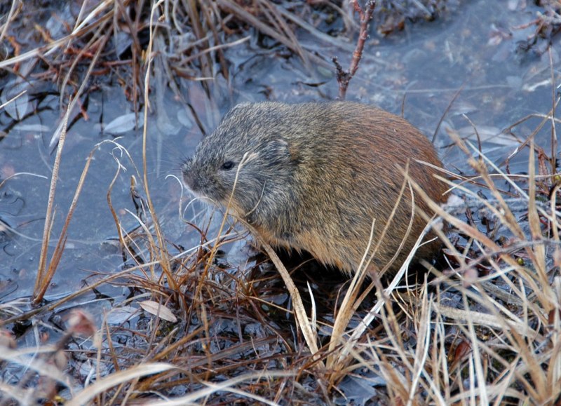 Лемминг животное тундры