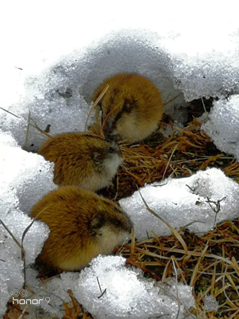 Лемминги в Арктике