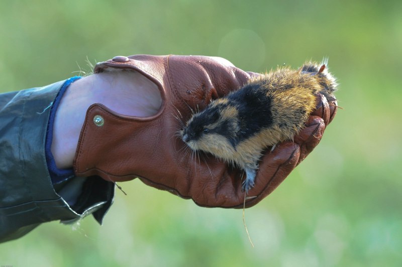 Пеструшка лемминг