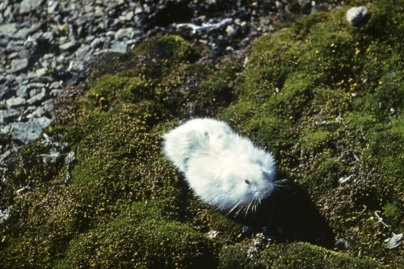 Гренландский лемминг