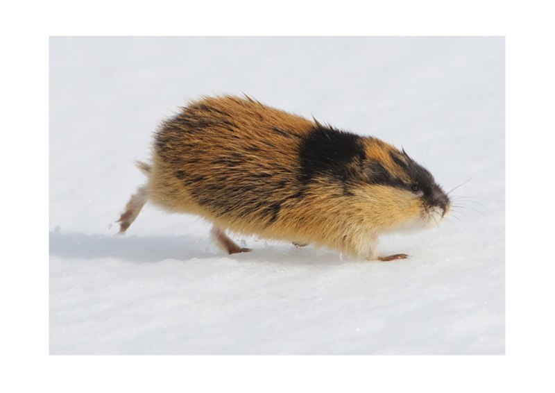 Животные тундры лемминг