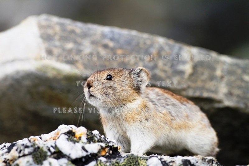 Копытный лемминг