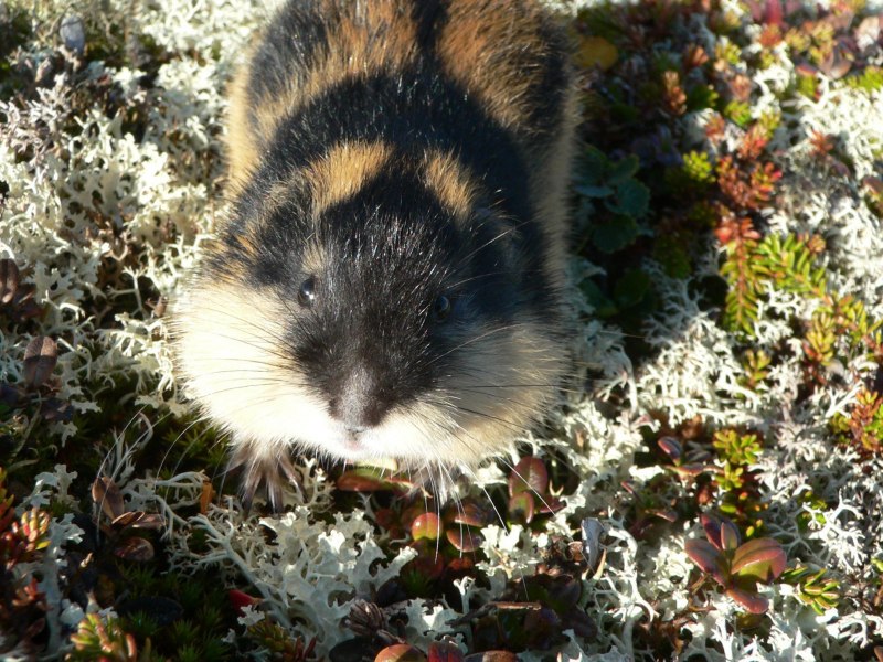 Копытный лемминг