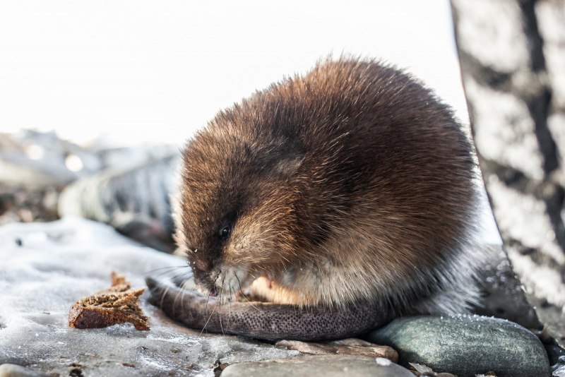 Норвежский лемминг Лапландский заповедник