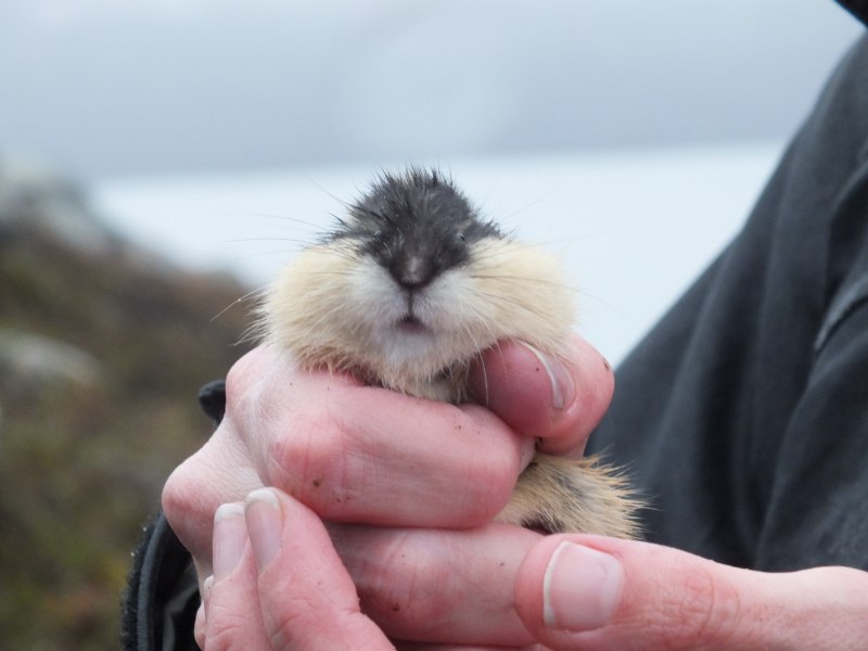 Морошка лемминг