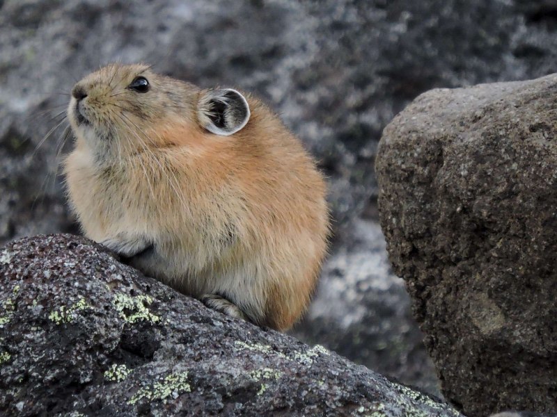 Сибирский лемминг остров Врангеля