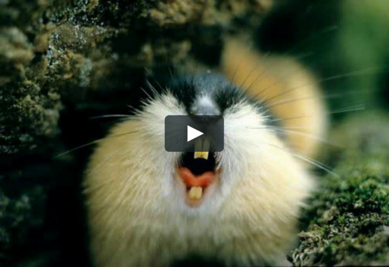 Бурый лемминг