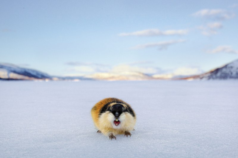 Лемминги в Арктике