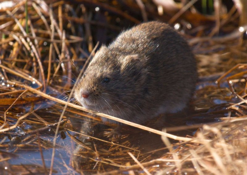 Гнездо лемминга
