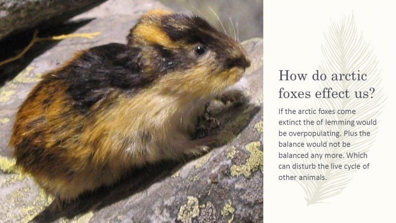 Амурский лемминг