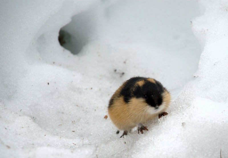 Нора лемминга