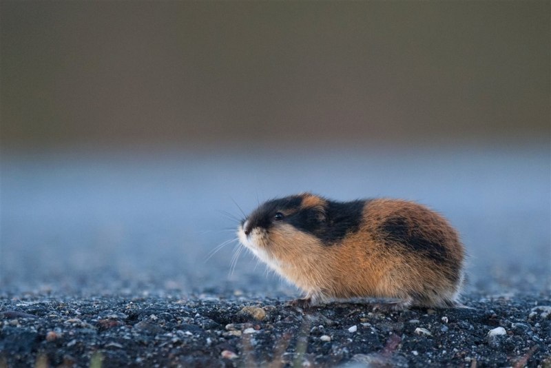 Ямальский лемминг