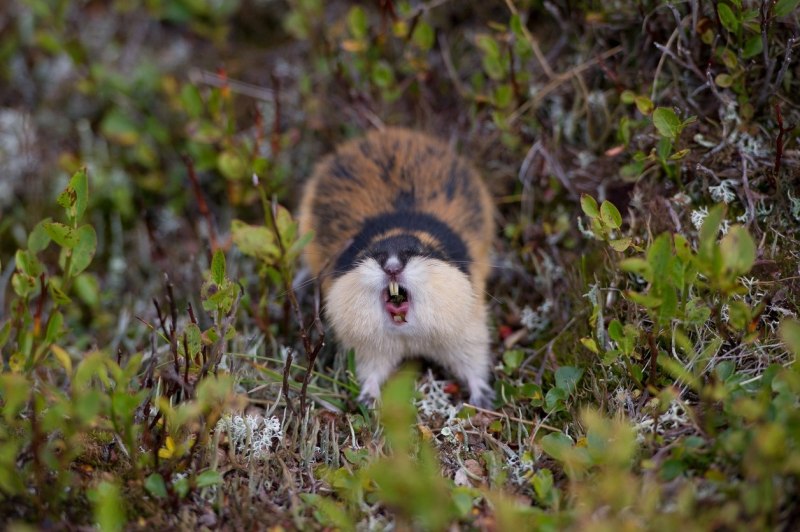 Сибирский лемминг Lemmus sibiricus