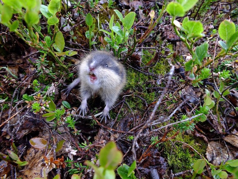 Лесной лемминг