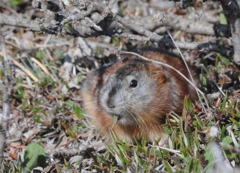 Остров Врангеля лемминги