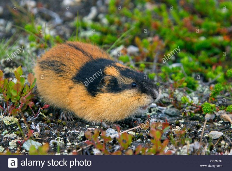 Сибирский лемминг