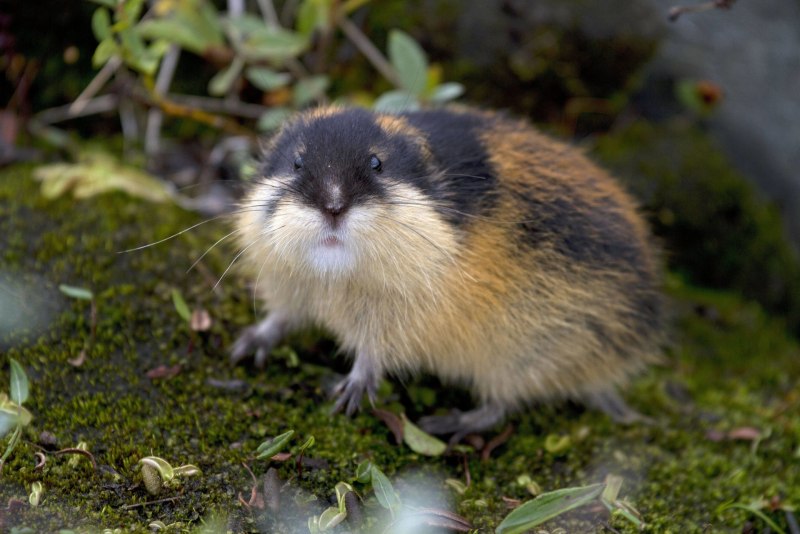 Желтобрюхий лемминг