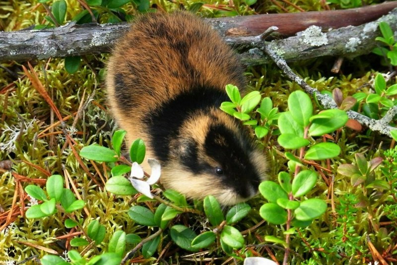 Швед Эрик лемминг