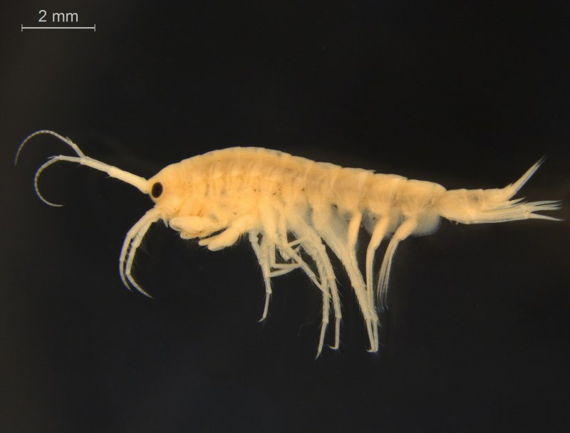 Морской рачок бокоплав